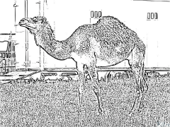 dromedary Rûpelên Rengîn Ên Çapkirî